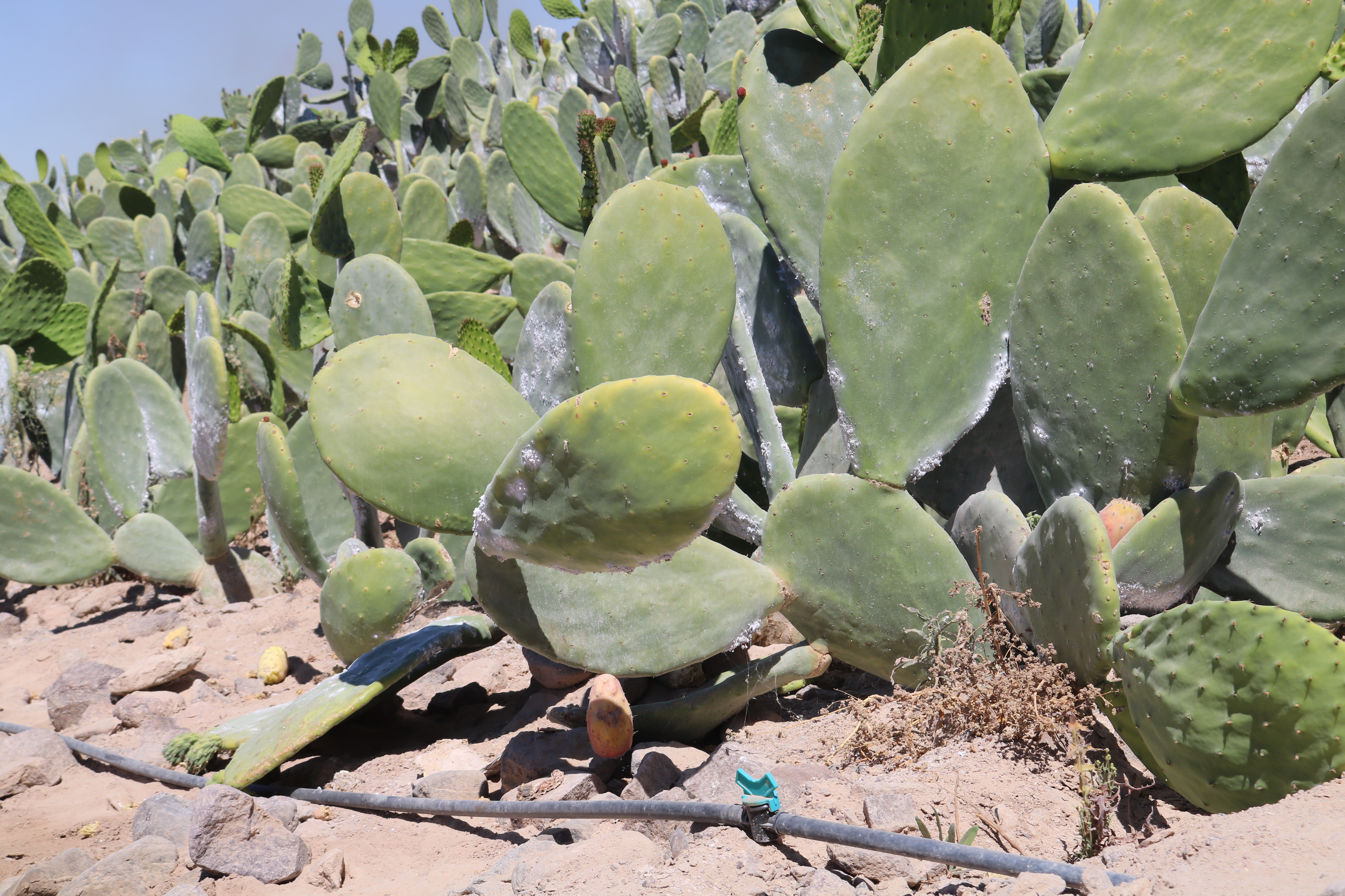 EPS Moquegua gana premio de Buenas Prácticas por el reúso y comercialización de agua residual de la PTAR OMO